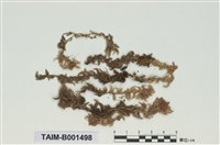 藏品(中位泥炭苔)的圖片